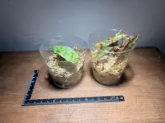 原種 ベゴニア セット　クロロスティクタ　グリーン　アンフィオクサスのサムネイル