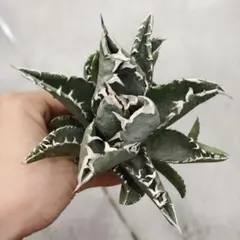 2025年最新】アガベの人気アイテム - メルカリ