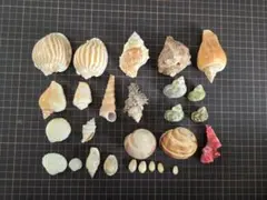 鹿児島県内で採集した「中型の貝殻20種類」 - メルカリ