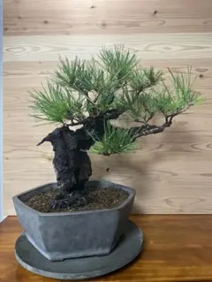 2025年最新】錦松盆栽の人気アイテム - メルカリ