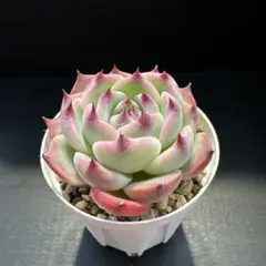 aiko様 リクエスト 2点 まとめ商品