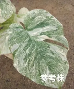 2026年最新】モンステラ レガシーの人気アイテム - メルカリ