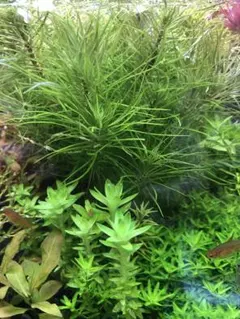 ブリクサショートリーフ 5株 水中葉 無農薬 無害虫 - メルカリ
