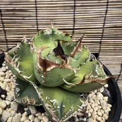 2025年最新】チタノタ ブツブツの人気アイテム - メルカリ