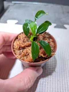 BEKON様 リクエスト 3点 まとめ商品