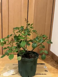 Rosa Orientis ルクソール Luxor 苗 - メルカリ