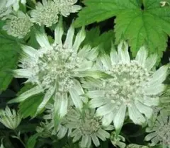 花苗　アストランティア　スノースター　宿根草のサムネイル