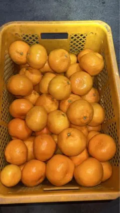 まるこ様専用　1月5日発送分