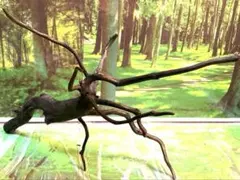 2026年最新】ブランチ 流木の人気アイテム - メルカリ