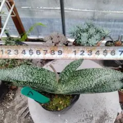 多肉植物　ガステリア抜き苗のサムネイル