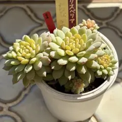 花*ん様 ＊1. ちょこん　おらいさん苗　ミックスベリア