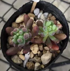 多肉植物　スプリングワンダー×乙女心　カット２苗　 セダム　レア　2cm位