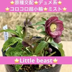 2026年最新】クリスマスローズリトルビーストの人気アイテム - メルカリ