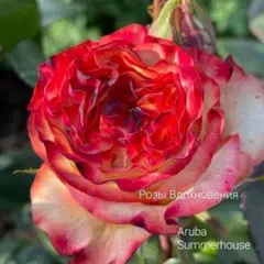 [Mehana様]ご専用ページです