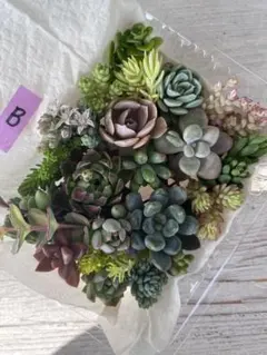 B 多肉植物　詰め合わせ　カット苗