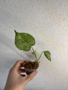 ず*き様 Anthurium Miss Freckles✖️RVDP（斑入り) - メルカリ