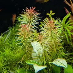 よん様 リクエスト 4点 まとめ商品