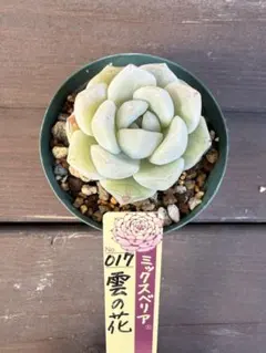 2026年最新】雲の花 ミックスベリアの人気アイテム - メルカリ