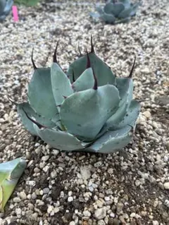 限定値下げ！【希少】中株出品オバティカータ　パリートランカータ✖️オバティフォリア Yahoo!オークション - hp 2 アガベ オバティカータ オバティフォリア×