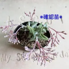 確認苗※デルトイデア タンクアカルー 抜き苗 - メルカリ
