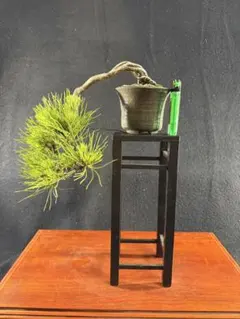 盆栽 黒松 捻転幹 懸崖風 陶器鉢入り - メルカリ