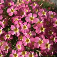 【球根】 オキザリス Oxalis Rosy Yael 3のサムネイル