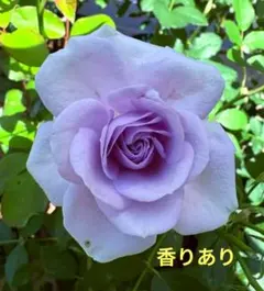 バラ苗ブルーインパルス挿し穂3本 青バラ - メルカリ