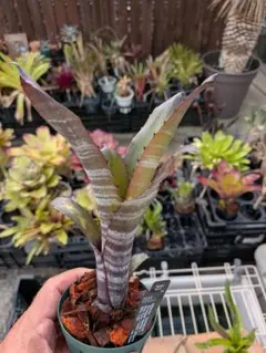 Billbergia "Smokestack" BCR（1122）のサムネイル