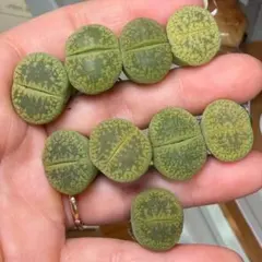 べリックス様 リクエスト 7点まとめ商品　コメント欄ご覧になってください。