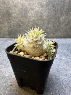 ケンケン様 リクエスト 2点 まとめ商品