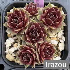 多肉植物 センペルビウム tectorum Rubrum PH902 - メルカリ