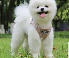 犬猫兼用ハーネスとリードS