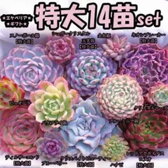 韓国苗　多肉植物　特大 エケベリア　ギフト　14苗セット【SP23】