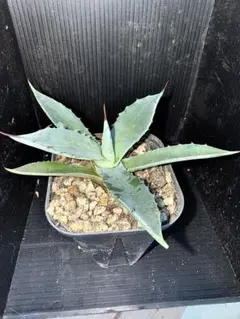 □【味に自信あり】□3k箱□愛媛の不知火□家庭用□除草剤使用無 万田