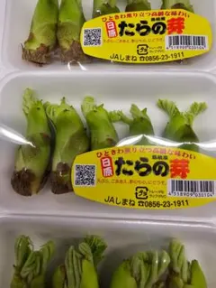 熊本県産 早掘り 根付き筍 1キロ以上 米糠付き - メルカリ