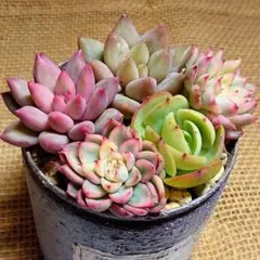 2025年最新】ラブリーローズ錦の人気アイテム - メルカリ