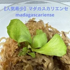 2026年最新】ビカクシダ マダガスカリエンセの人気アイテム - メルカリ