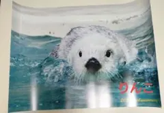 5月9日新商品】鳥羽水族館 ラッコ メイちゃん お誕生日 ポスター 黄