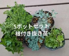 多肉植物　抜き苗5種セット