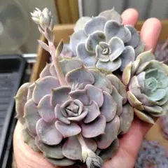 多肉植物　カット苗詰め合わせ♡⁠(⁠Ӧ⁠ｖ⁠Ӧ⁠。⁠)