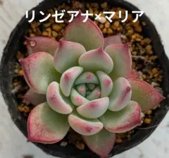 札付き❤️リンゼアナ✕シムランスLS✨ぼのぼのさん❤️ 札付き❤️リンゼアナ✕シムランスLS✨ぼのぼのさん❤️