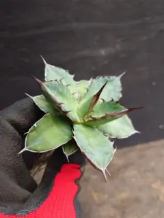 2025年最新】アガベ ホリダ ハイブリッドの人気アイテム - メルカリ