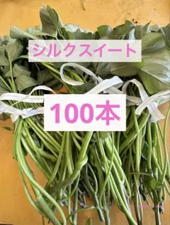千葉県産 シルクスイート芋苗 200本 送料込み - メルカリ
