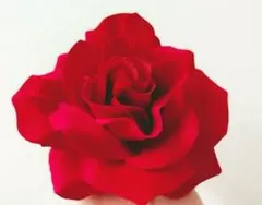 Item thumbnail for item ede6f5f0-f9f0-4b77-8c1d-d8775d1f4377