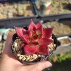 ののい様 リクエスト 2点 まとめ商品