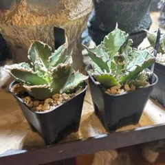 2026年最新】イラン株 アガベの人気アイテム - メルカリ