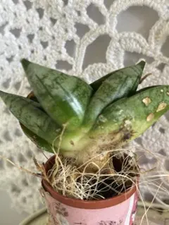 2026年最新】サンスベリアの人気アイテム - メルカリ