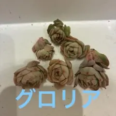 多肉植物 グロブローサ×ヒューミリス カット苗④ - メルカリ