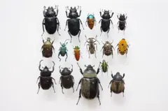 2026年最新】珍しい昆虫標本の人気アイテム - メルカリ