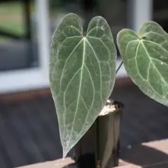 Anthurium( Mint King × RVDP) 斑入り - メルカリ
